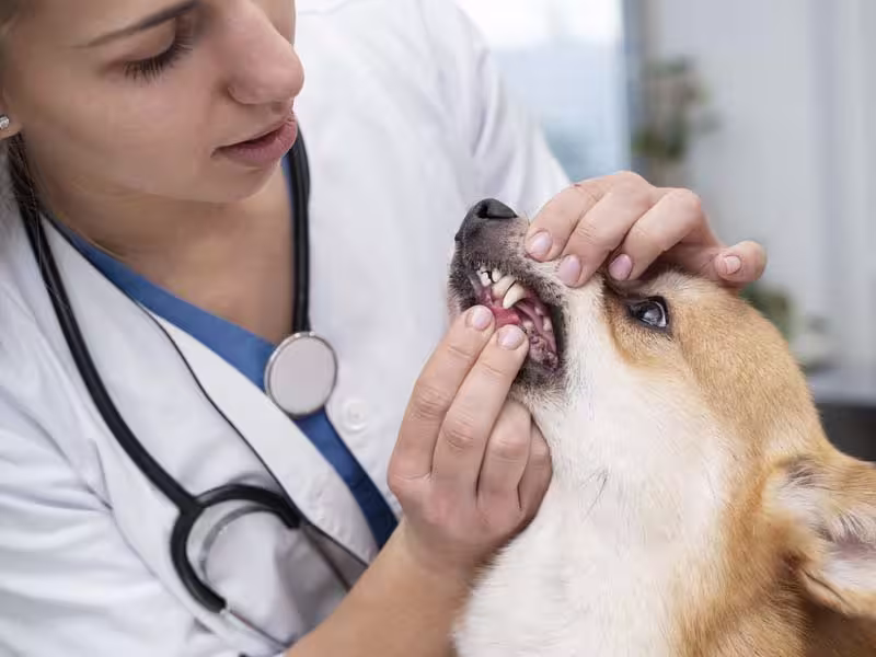 Odontologia veterinária na CampVet