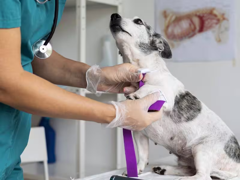 Consulta veterinária e prevenção na CampVet