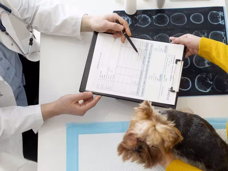 Exames e diagnósticos veterinários na CampVet