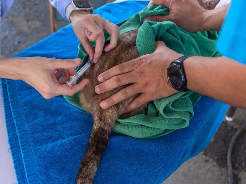 Vacinação de cães e gatos na CampVet