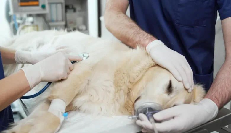 Atendimento Veterinário 24h em Campinas