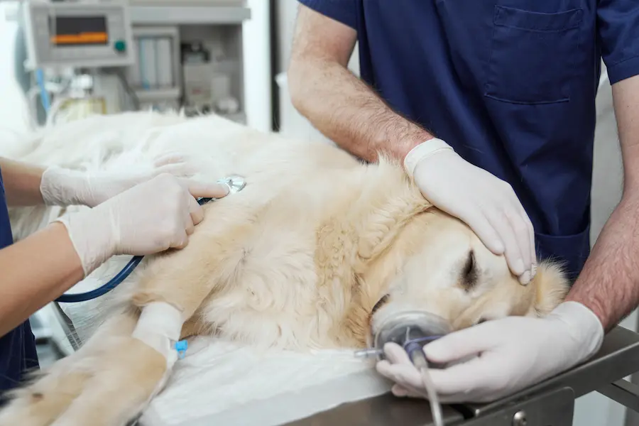Atendimento Veterinário 24h em Campinas