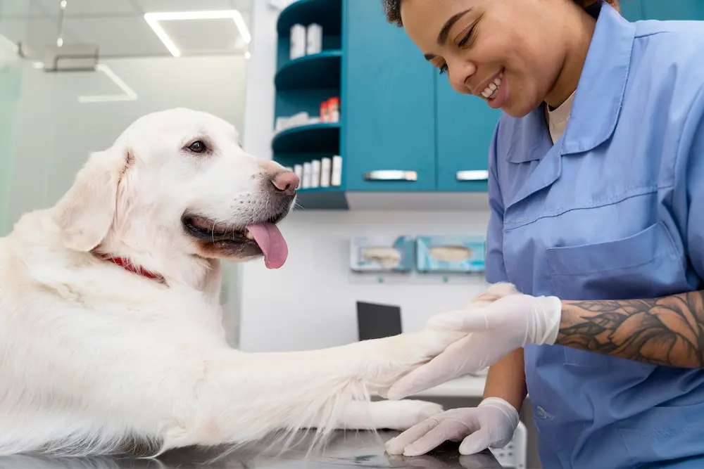 Check-up Veterinário Anual em Campinas: Guia Completo