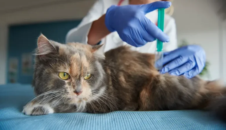 Vacina Antirrábica em Campinas: Guia Completo para Cães e Gatos