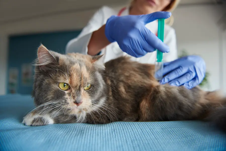 Vacina Antirrábica em Campinas: Guia Completo para Cães e Gatos